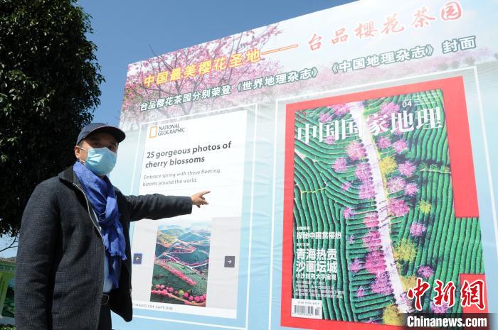 “中国最美樱花圣地——台品樱花茶园”是由台商谢东庆从台湾带来樱树在茶园套种而成的。　张金川 摄