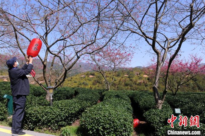 “中国最美樱花圣地——台品樱花茶园”是由台商谢东庆从台湾带来樱树在茶园套种而成的。　张金川 摄