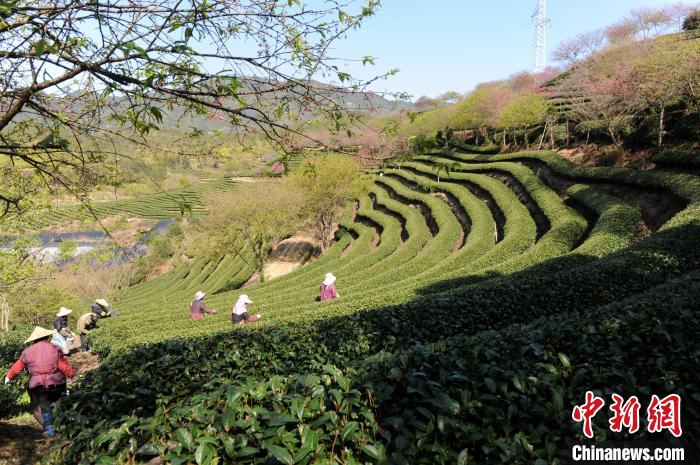 再过半个月，“大陆阿里山”层层叠叠的茶山上，万株樱花将迎来今年最后一次绽放。　张金川 摄