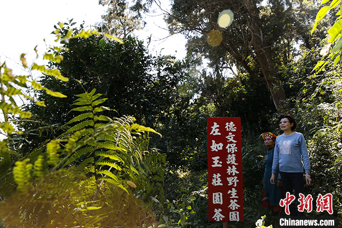 图为日前在台湾南部中央山脉的山林中，左如玉(右)在其野生茶园内观察茶树长势。 中新社记者 史元丰 摄