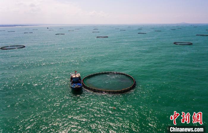 海南省临高县深海网箱基地已成为富民基地。　骆云飞 摄